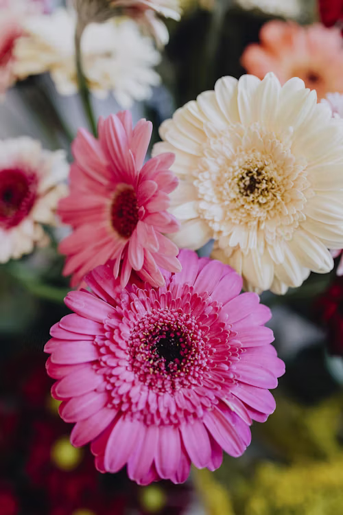 ΖΕΡΜΠΕΡΑ – Gerbera sp - 2
